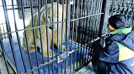 Платформенные весы ВСП4-Ж для взвешивания белых медведей