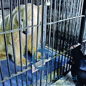 Платформенные весы ВСП4-Ж для взвешивания белых медведей